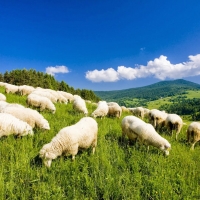 Sheeps without shepherd