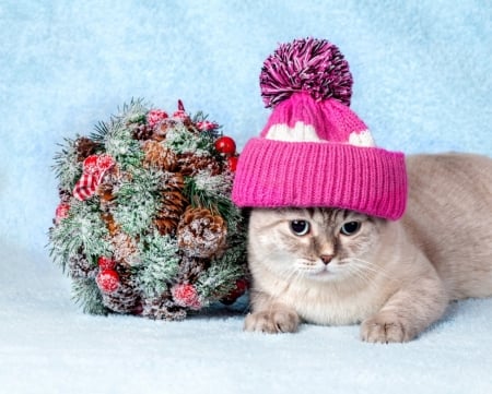 Cat - animal, cute, hat, kitten