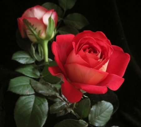 Romance Rose - nature, beauty, roses, photography, flowers