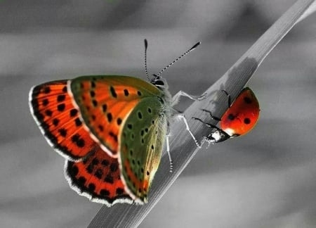 Beautiful Butterfly - nature, cool, photography, beautiful, butterflies