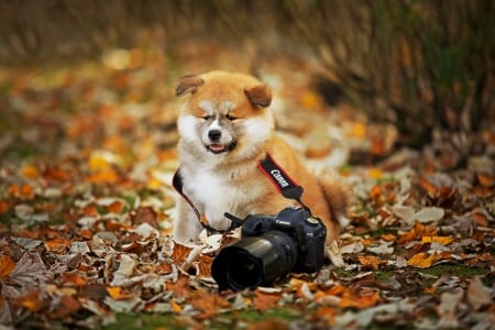 Where's the Photographer ? - fall, funny, camera, canon, leaves, dog