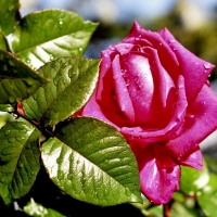 Pink Rose