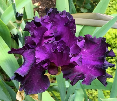 Irises - buds, blossoms, plant, garden, flower