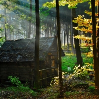 The cabin in the woods