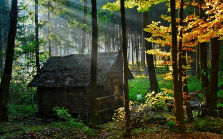 The cabin in the woods - trees, rays, cabin, wood