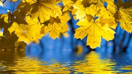 Fall Reflection - fall, pond, autumn, lake, gold, maple, reflection, leaves