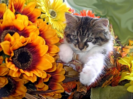 Cat - animal, cat, flower, kitten