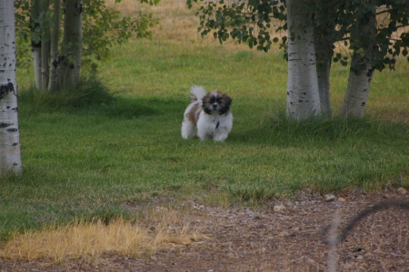 Zeus enjoying the cool weather - Landscape, Puppies, Shih Tzu, Fall