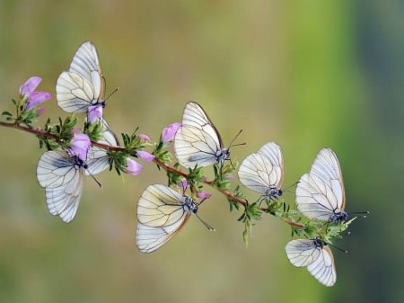 Collection - white, black, branch, butterflies