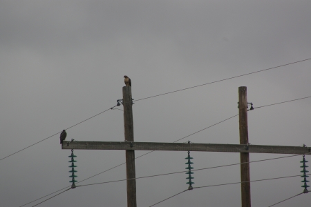 Hawks on BPA Powerlines, Teton Valley, Idaho - mountains, sky, scenic, hawks