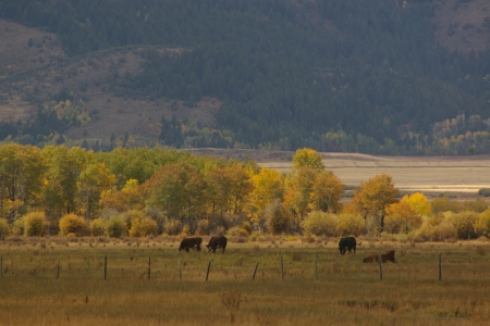 Cattle Grazing, Teton Valley, Idaho - Mountains, Scenic, Picturesque, Fall, Fields