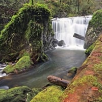 forest waterfall