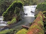 forest waterfall