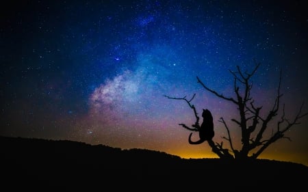 Dark night - nature, stars, tree, cat, sky