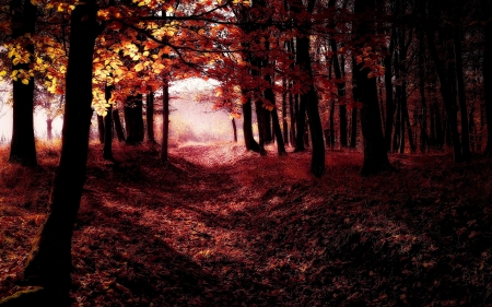 Red forest - nature, autumn, forest, red