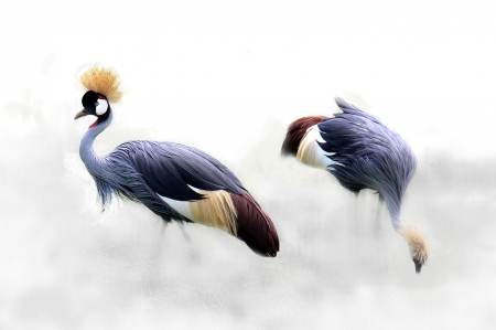 Crowned Cranes - nature, animals, beautiful, cranes, birds