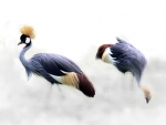 Crowned Cranes