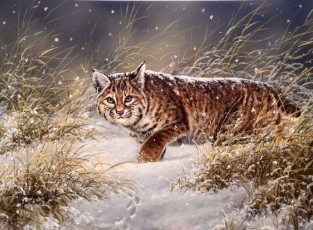 ..Evening Snowfall.. - love four seasons, winter, animals, big wild cats, cats, draw and paint, bobcat, prowling, paintings, snow