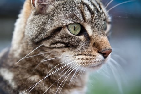 Observing Cat - fur, portrait, animals, cats, cute