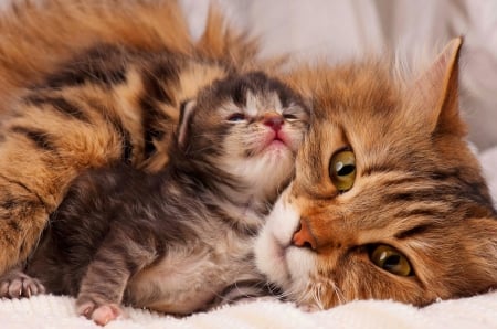 Mother love - love, cub, cat, child, kitten