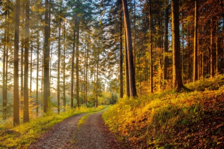 Fall forest - autumn, fall, trees, forest, walk, beautiful, path, foliage