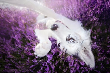 Selfie - summer, dog, flower, happy, ciri, white, animal, purple, paw, australian shepherd, cute, caine, field, vara