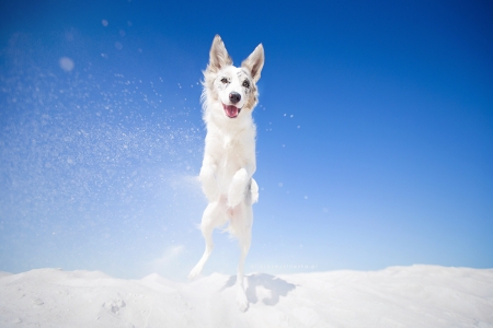 Winter happiness - beauty, ciri, iarna, winter, caine, white, australian shepherd, dog, blue, snow, animal, desert, arna, cute, happy