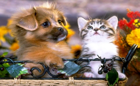 Sweet Friends ♥♥ - pets, Cat, kitten, Dog, cute, puppy, sweet, animals