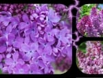 LILAC COLLAGE