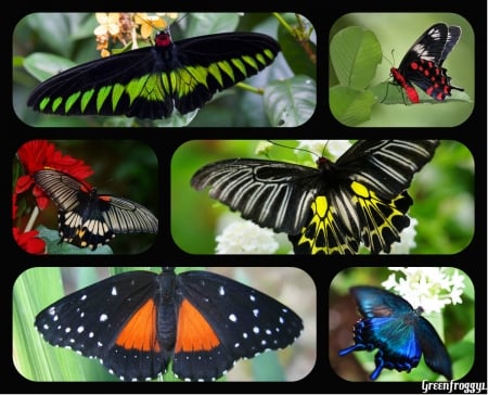 BUTTERFLY COLLAGE - collage, image, butterfly, pretty