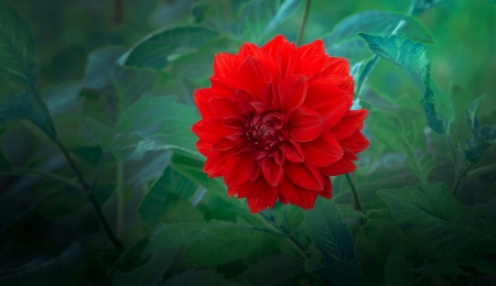 Dahlia - beautiful, red, photo, dahlia, flower