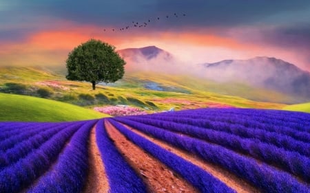 The tree - purple, landscape, orange, green, field, tree, lavender, flower