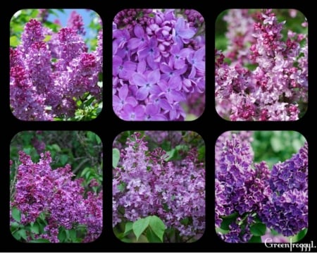 LILACS GALORE - LILACS, COLLAGE, PURPLE, FLOWERS, PRETTY