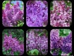 LILACS GALORE