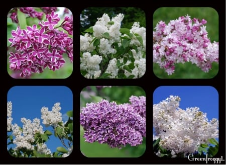 PURPLE AND WHITE LILACS - white, purple, pretty, lilacs