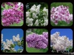 PURPLE AND WHITE LILACS