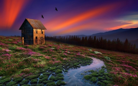 A silent evening - house, bird, river, sunset, blue, green, landscape, orange