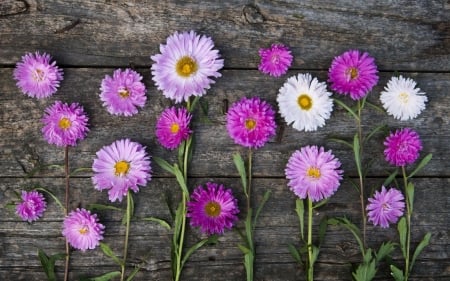 Flowers - white, flower, pink, black, chrysanthemum, wood, autumn