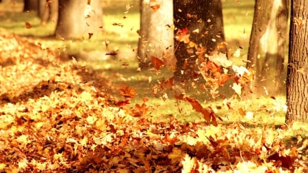 Autumn Leaves - leave, nature, autumn, forest