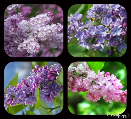 FOUR IMAGE COLLAGE - flowers, collage, pretty, lilac