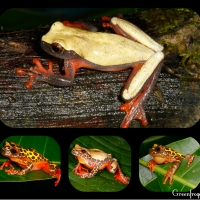 COLLAGE OF FOUR FROGS