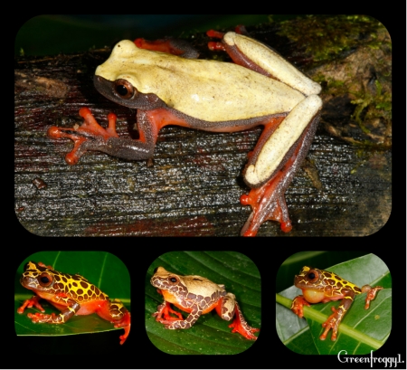 COLLAGE OF FOUR FROGS - IMAGE, COLLAGE, FROGS, FOUR