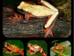 COLLAGE OF FOUR FROGS