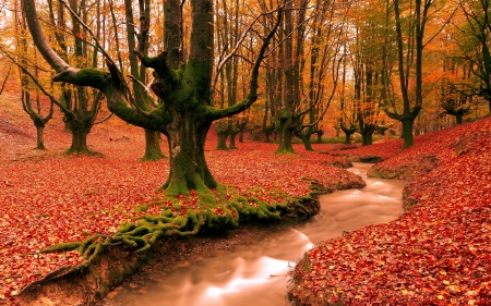 the beauty of autumn - orange, water, fall, trees