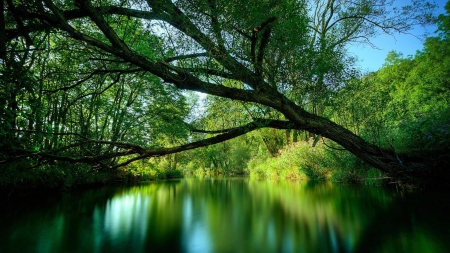 Colorful green nature - water, beautiful, splendor, landscape, tree, green nature, colorful, green, lake, color, peaceful