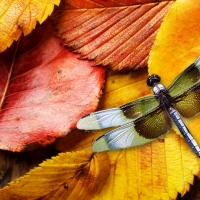 Fall Leaves and Dragonfly