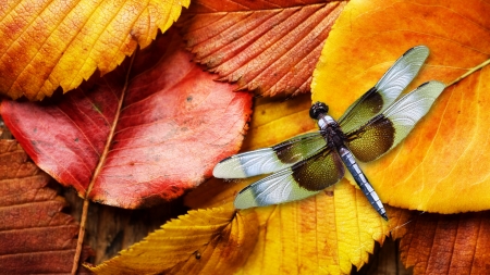 Fall Leaves and Dragonfly