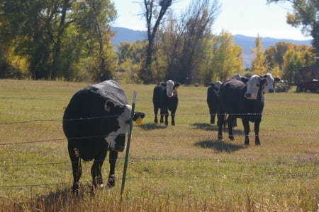 Cows in Pasture, Victor, Idaho - Pasture, Autumn, Farms, Fall