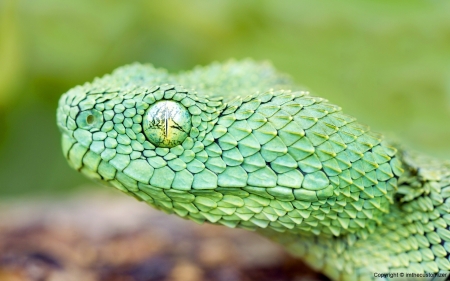 African Bush Viper - African Bush Viper, viper, African, fauna, willd, animal, reptile, nature, Snake, Bush Viper