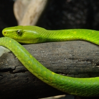 Eastern Green Mamba